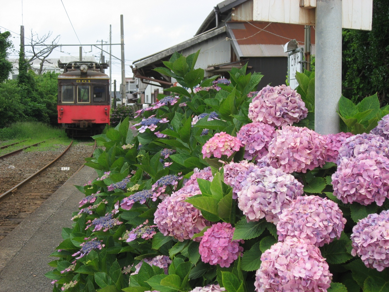 行けなかったので紫阳花の时期に行ってきました