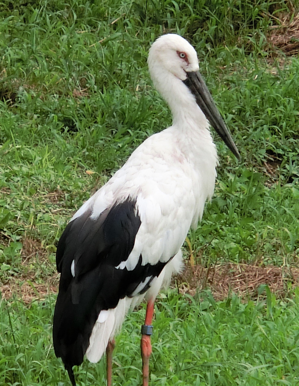 gampersniatanu