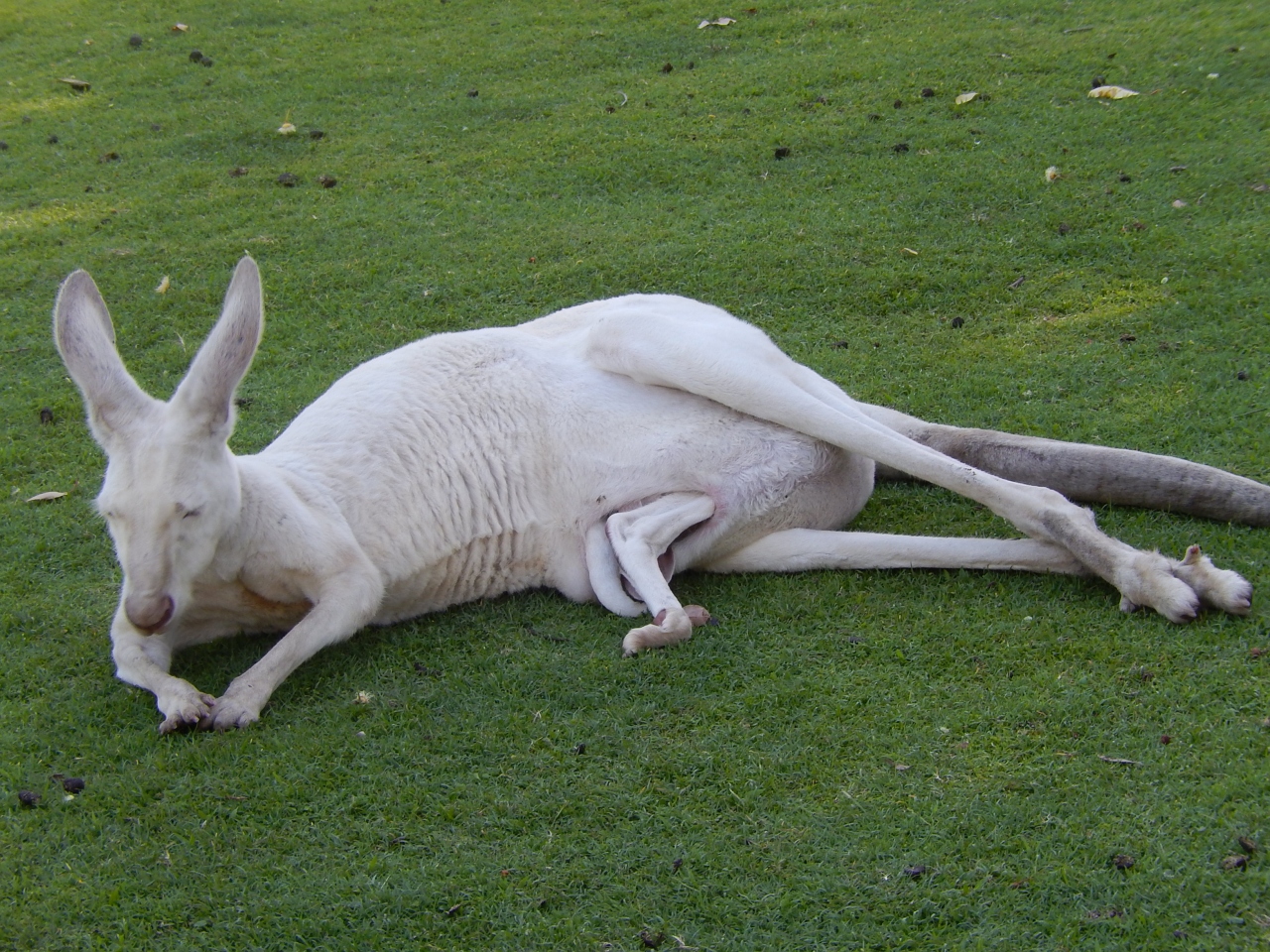 『オーストラリア固有種がいっぱい♪』by naoyumiさんカヴァシャム ワイルドライフ パークのクチコミ