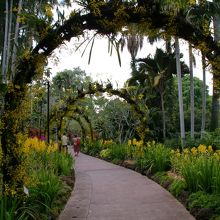 シンガポール植物園>