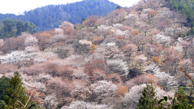 世界遺産 吉野山　眺望風呂と桜の宿　一休庵 写真