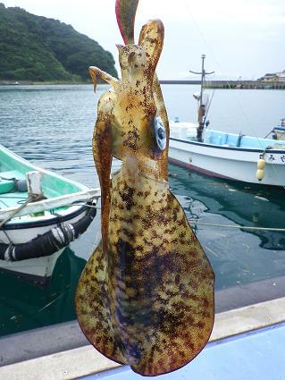 いせえびのお宿　椿の宿 写真