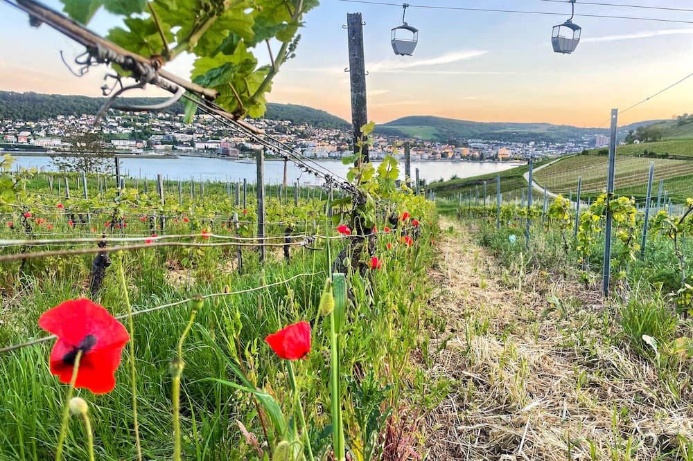 アルトドイチェ ヴァインシュトゥーベ スーペリア 写真