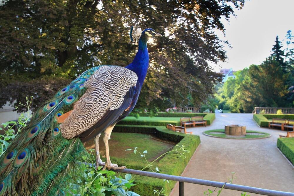 ウ パヴァ 写真