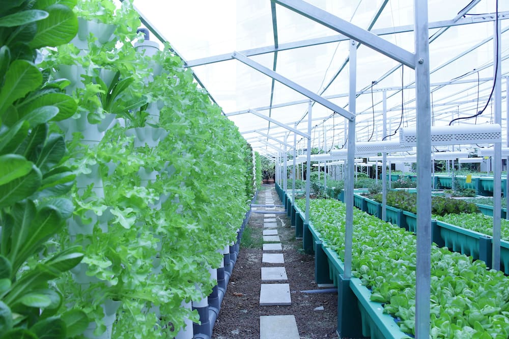 スイスホテル ザ スタンフォード シンガポール 写真