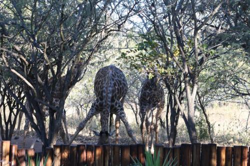 Needles Lodge 写真