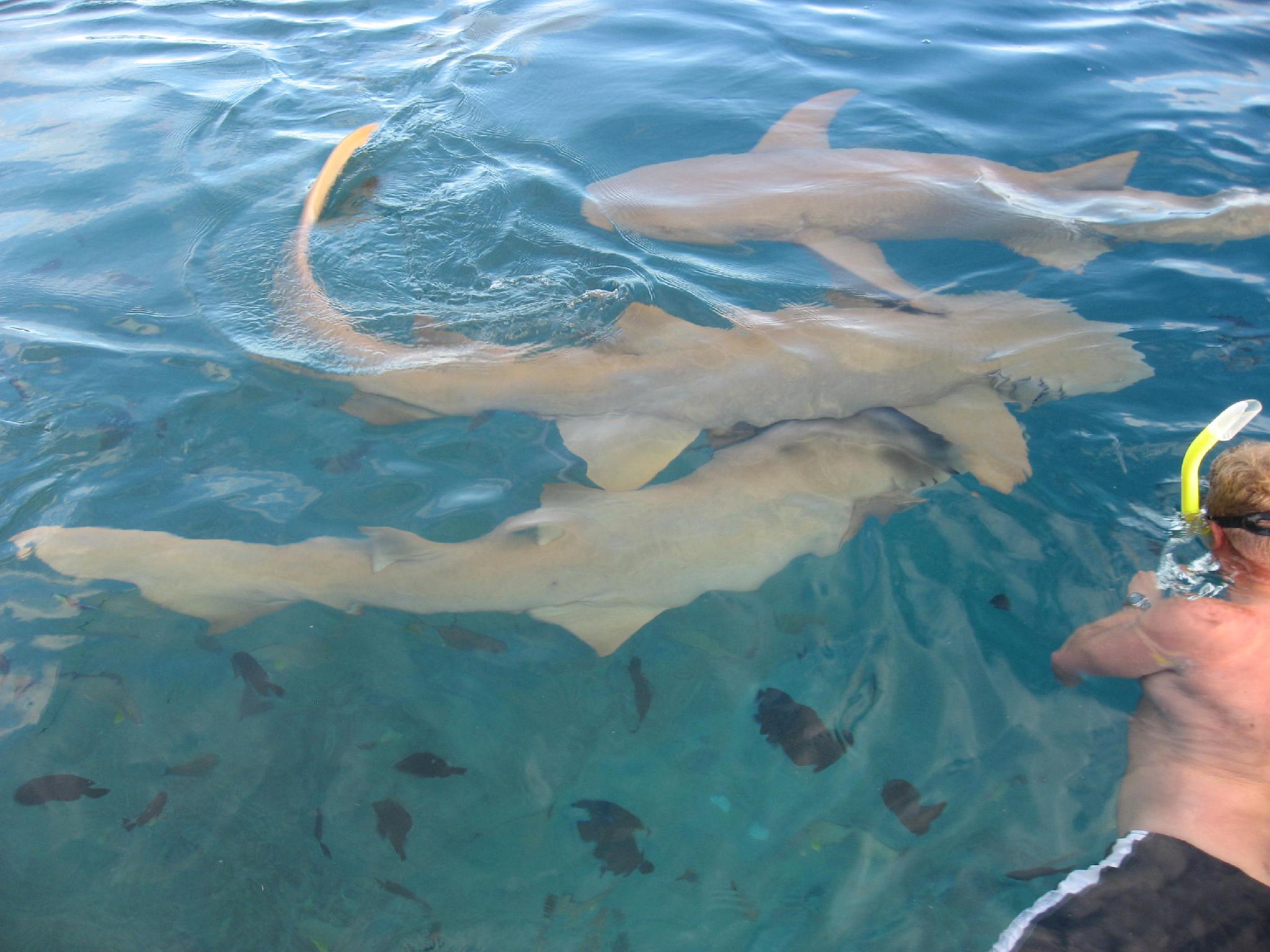 リナルバ モーレア ビーチ リゾート 写真