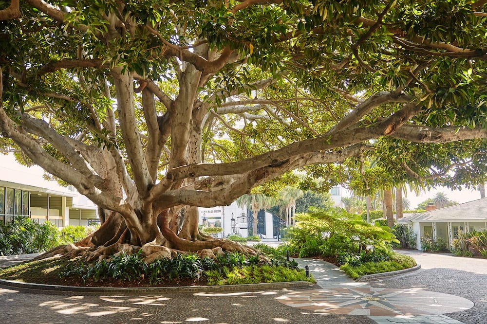 フェアモント ミラマー ホテル アンド バンガローズ 写真