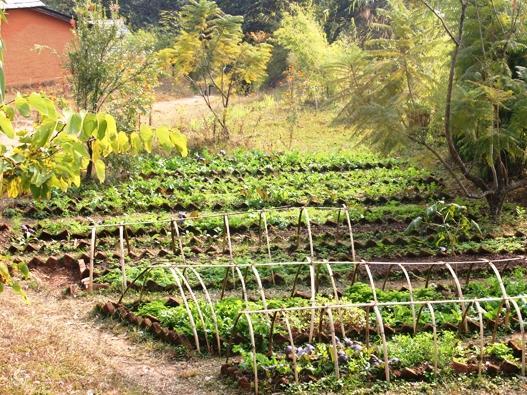 タイガー マウンテン ポカラ ロッジ 写真