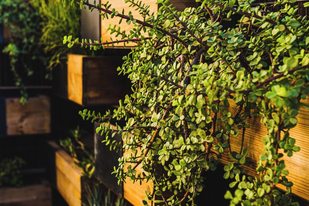 voco ザ タクソン by IHG 写真