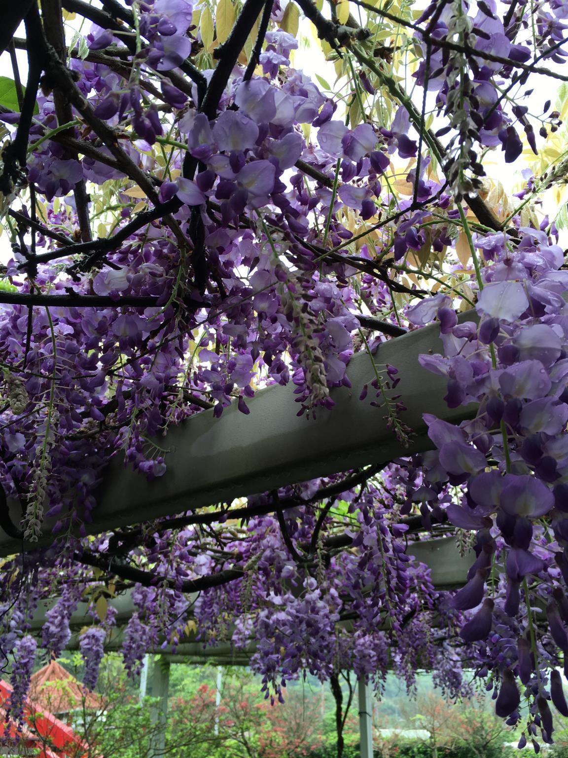 レインボー ブリッジ B&B 写真