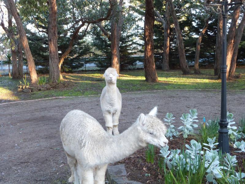 ベルス エステート グレート オーシャン ロード コテージズ 写真