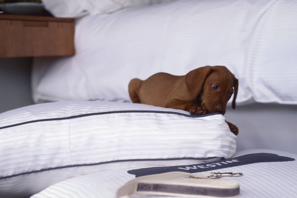 ザ ウェスティン サンフランシスコ エアポート 写真