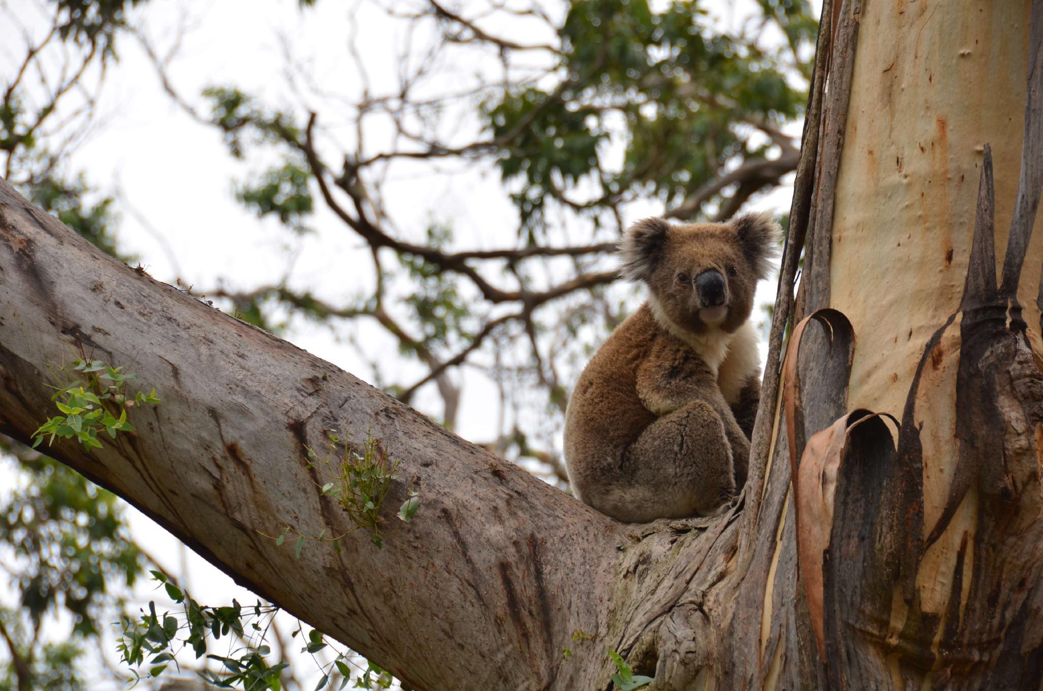 Apollo Bay Motel & Apartments 写真