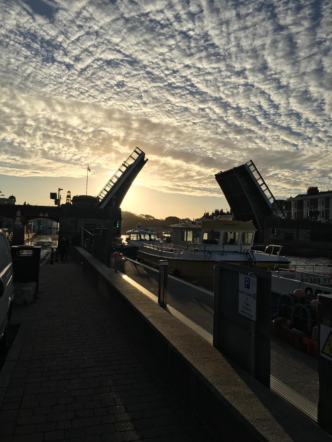 The Rosefield 写真