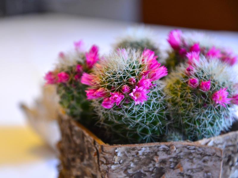 バイオ デザイン ホテル ランドハウス セント ジョージ 写真