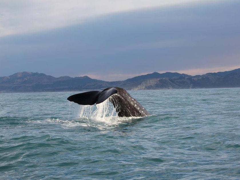 アルパイン パシフィック モーテル 写真