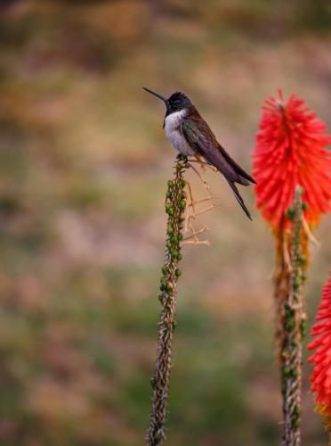 ホテル パカリタンプ 写真