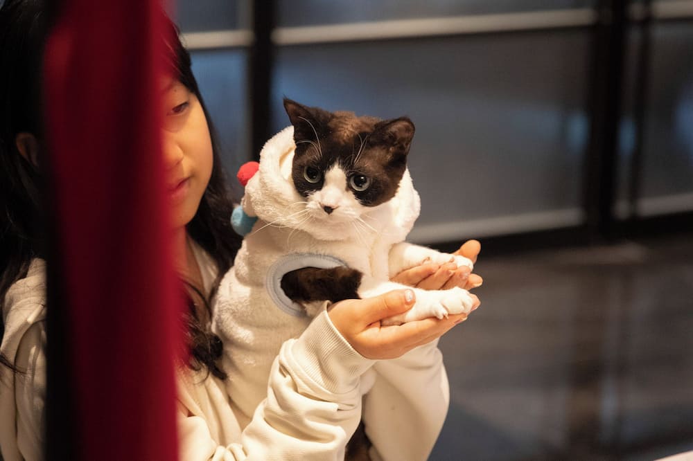ザ メイシー レイク チャンシャ マリオット エグゼクティブ アパートメンツ 写真