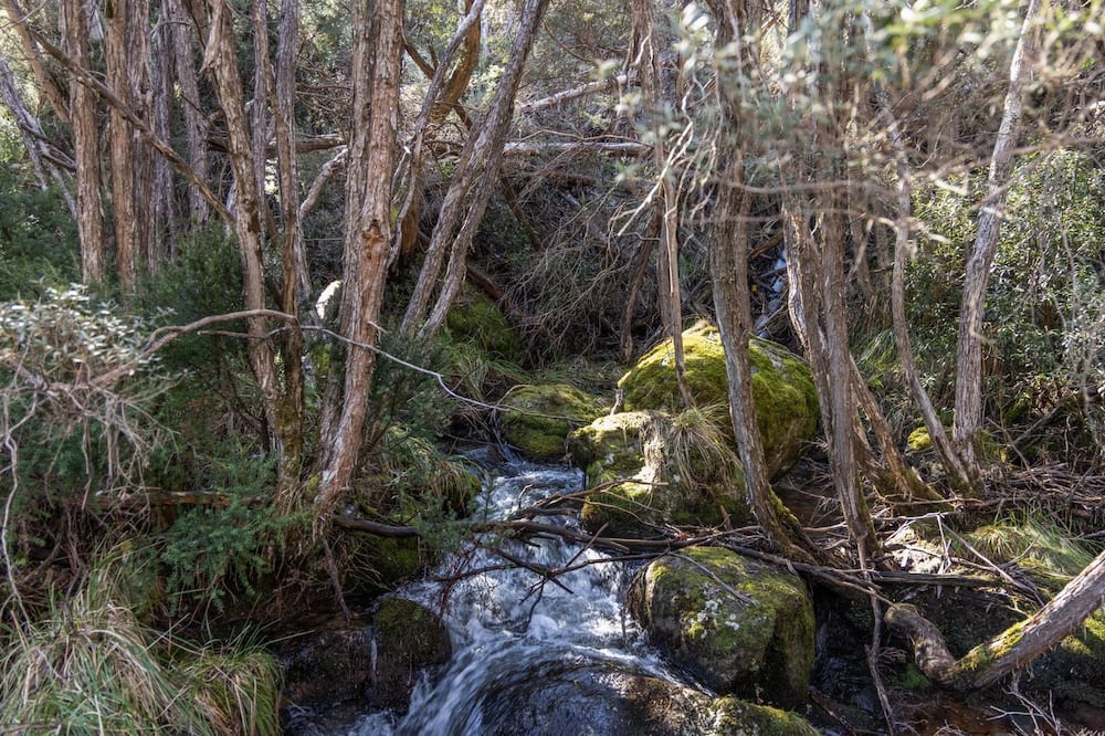 Albina Chalet ideally situated in Thredbo's Crackenback Ridge. 写真