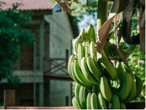 ヴィレッジ カタラタス 写真