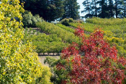 マナー バスケット レンジ 写真