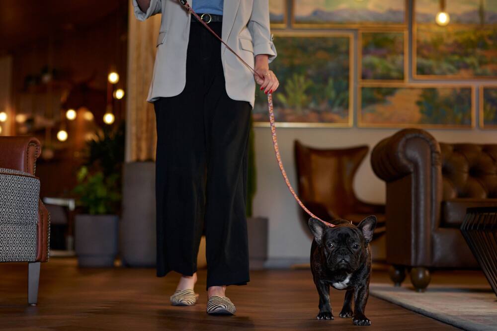 ザ レオ ケント  ホテルツーソン トリビュート ポートフォリオ ホテル 写真