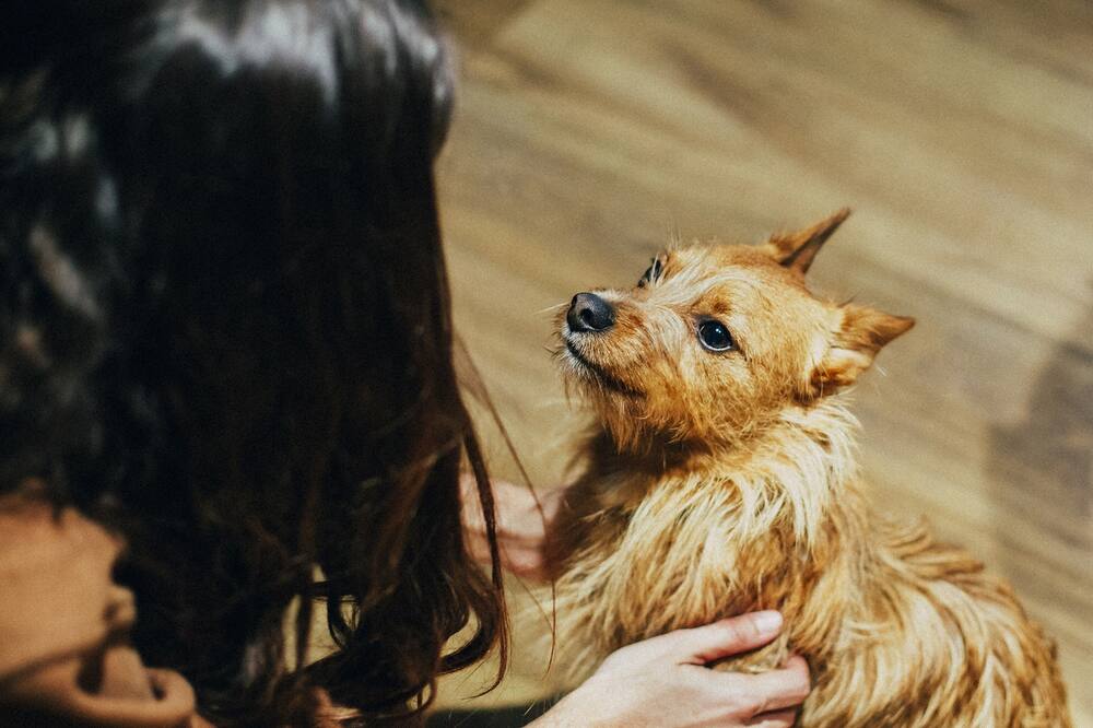 プチ パレス アレナル 写真