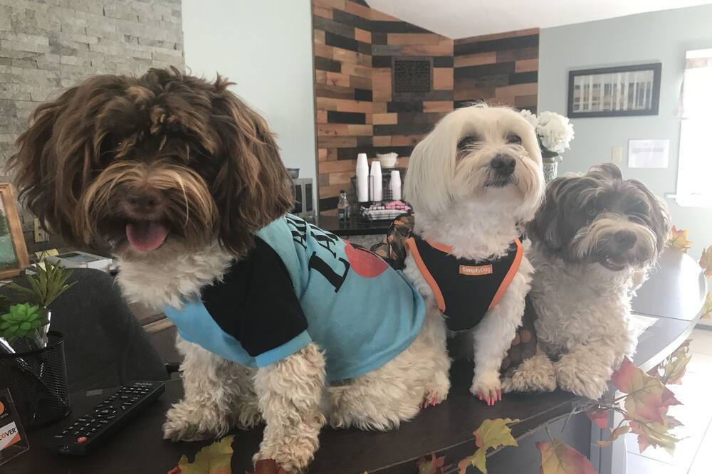 ホワイト バーチズ モーテル 写真