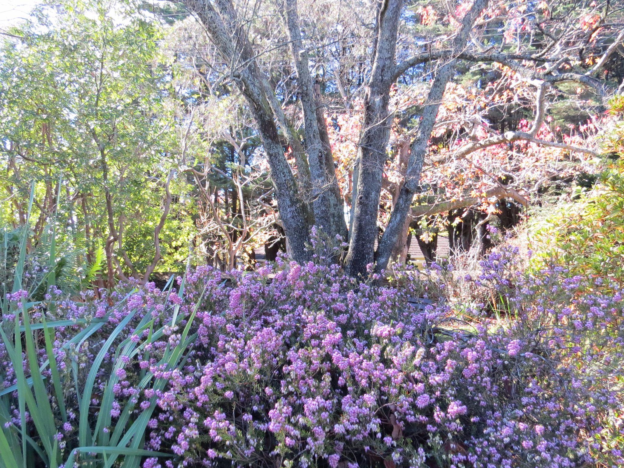 ルーラ ガーデンズ リゾート 写真