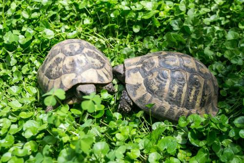 ルームズ ポサト 写真