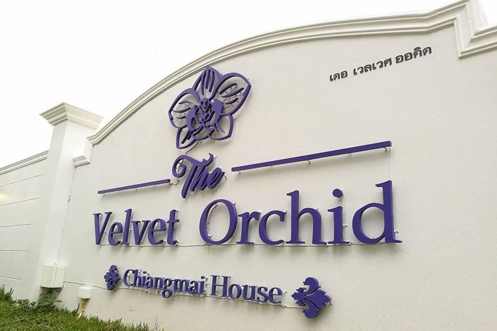 Velvet orchid 写真
