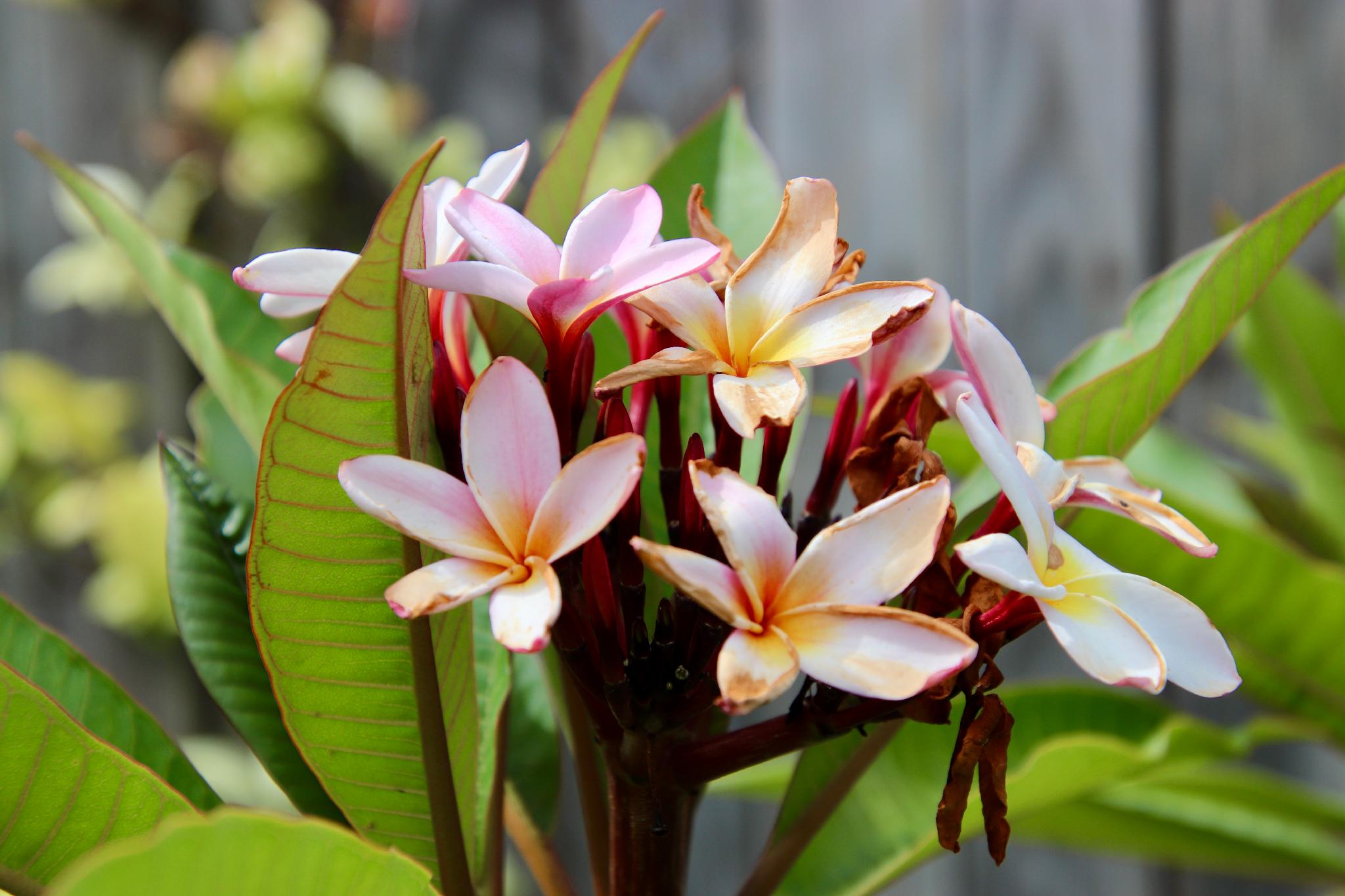 ドンゴラ ハウス ホテル 写真