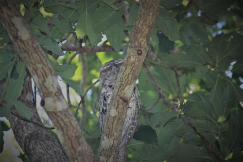 Montville Grove 写真