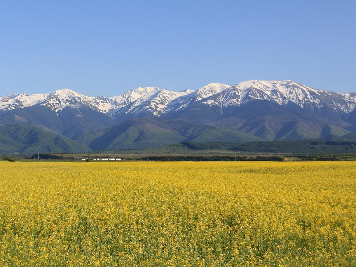 Best Western Silva Hotel 写真