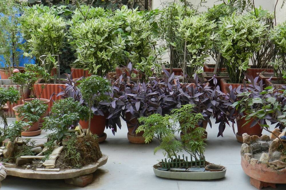 ホテル アーヤ ニワス 写真