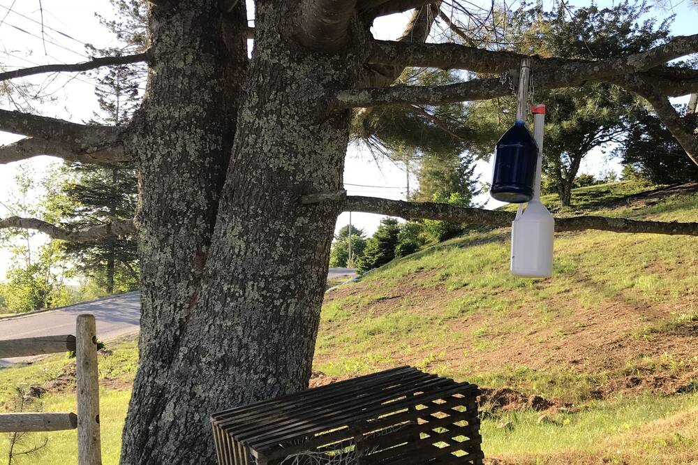 ホワイト バーチズ モーテル 写真