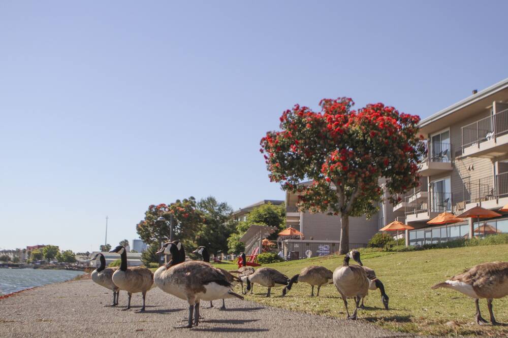 エグゼクティブ イン ＆ スイーツ オークランド 写真