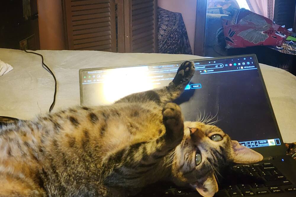 マウケレ ロッジ 写真