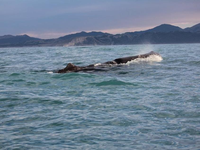 アルパイン パシフィック モーテル 写真
