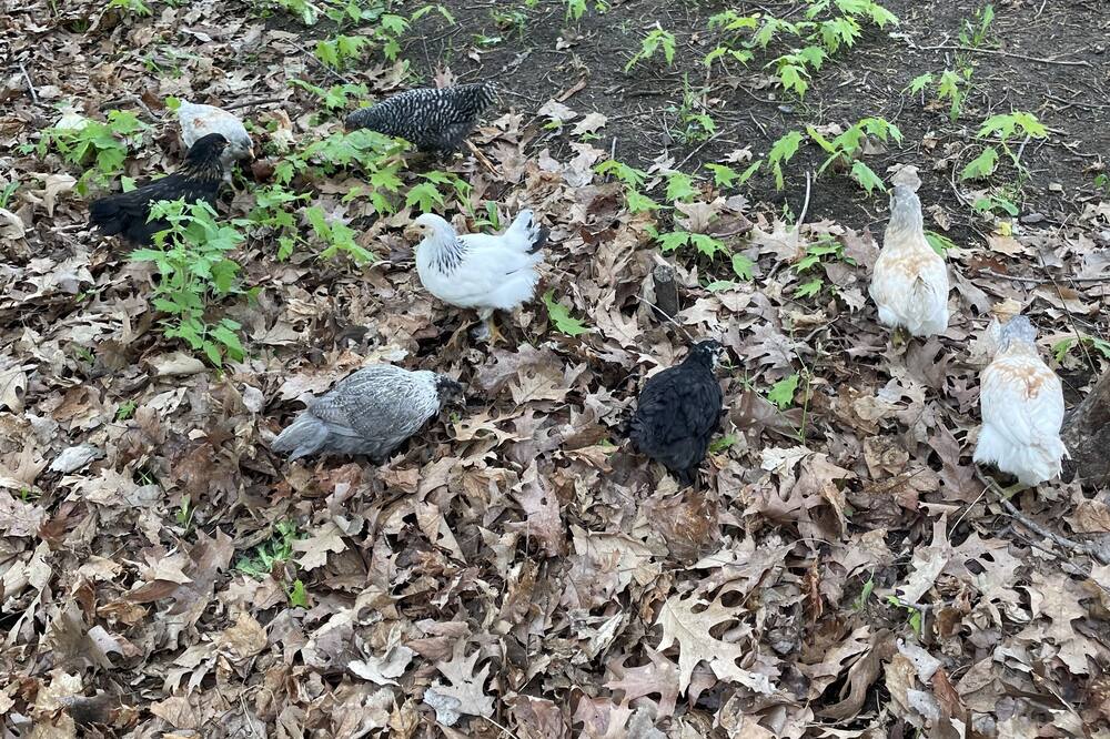 ヴィンテージ イン アット ヴェリタス エステート 写真