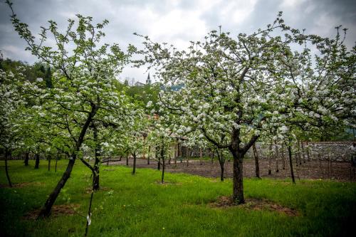 Apartments Masera 写真