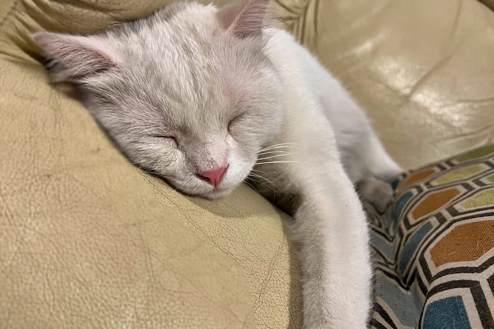 ザ シドニー ホテル 写真