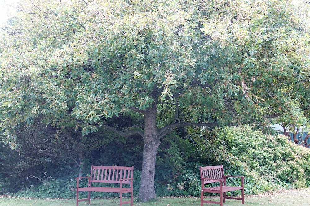 メラレウカ モーテル 写真