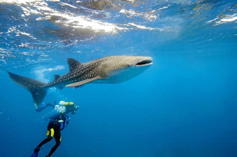 ディグファル アイランド リゾート 写真