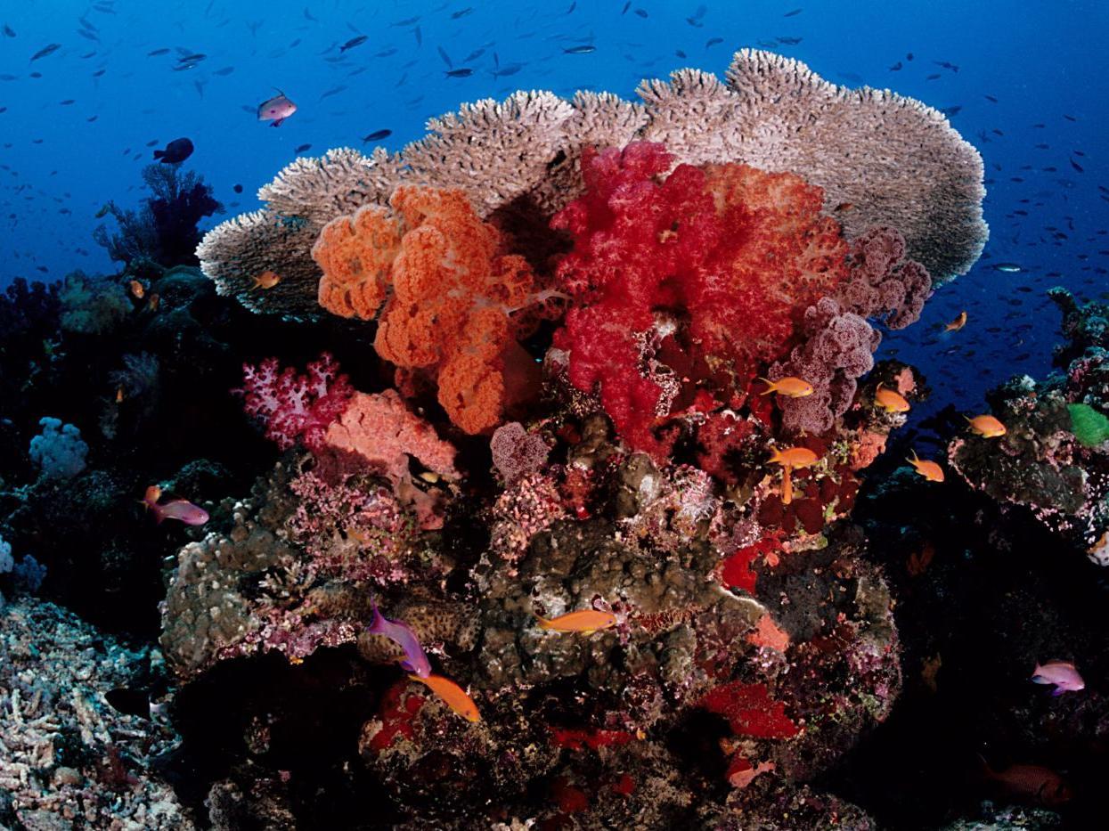 ガーデン アイランド リゾート 写真