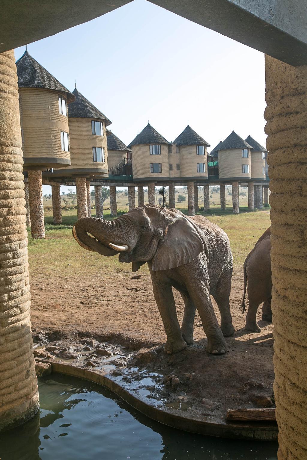 ソルト リック サファリ ロッジ 写真