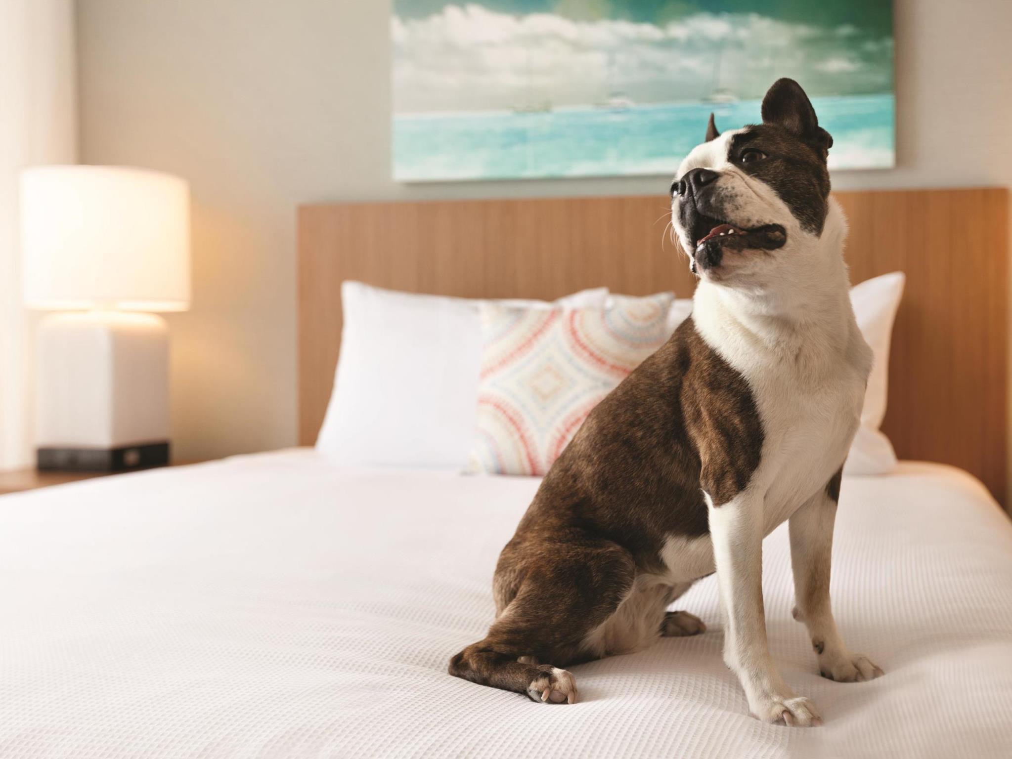 Hyatt House Virginia Beach / Oceanfront 写真