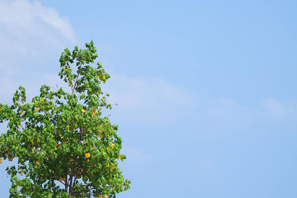 ホリデイ イン エクスプレス バルナ バリ バイ IHG 写真