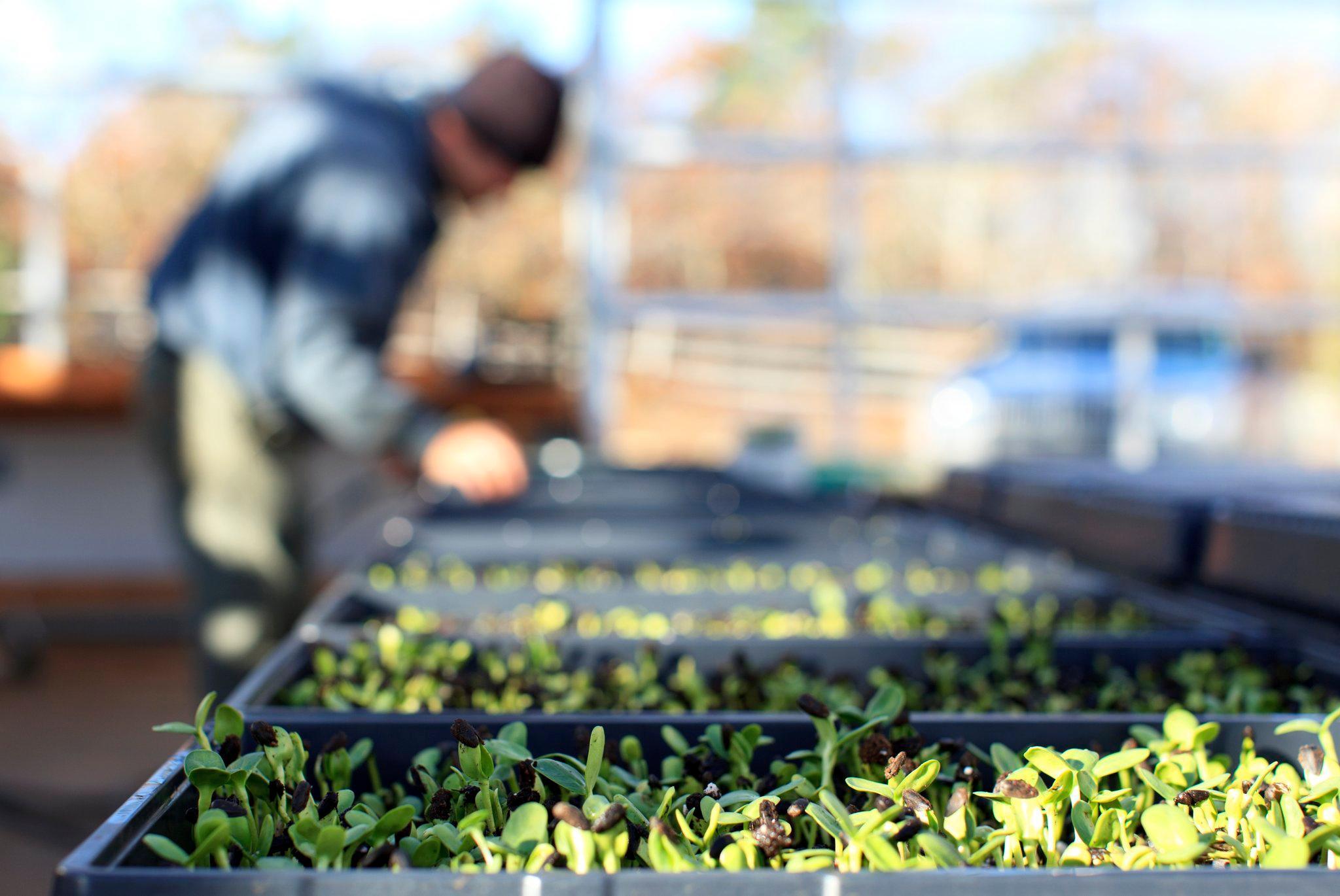 チャタム バーズ イン 写真